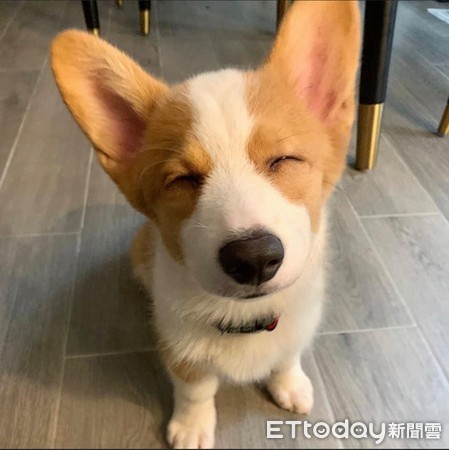 柯基宝宝睡觉打翻白眼,柯基宝宝睡觉视频原声