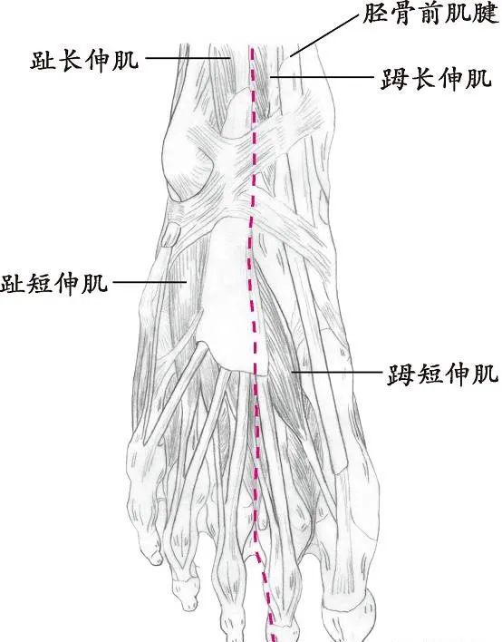 十四经络走向图高清,十四经络走向图