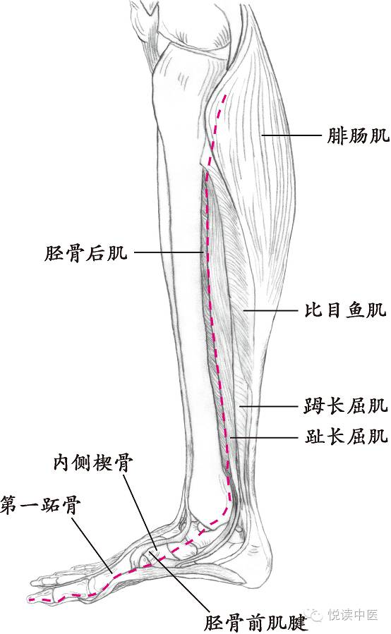 十四经络走向图高清,十四经络走向图