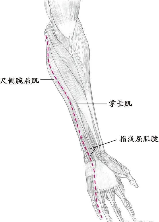 十四经络走向图高清,十四经络走向图