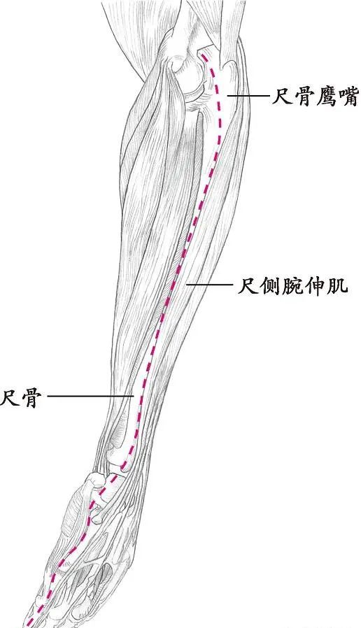 十四经络走向图高清,十四经络走向图