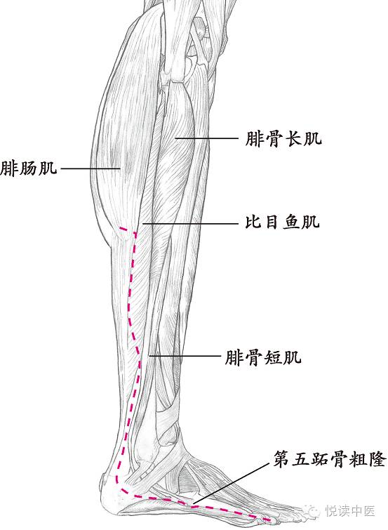 十四经络走向图高清,十四经络走向图