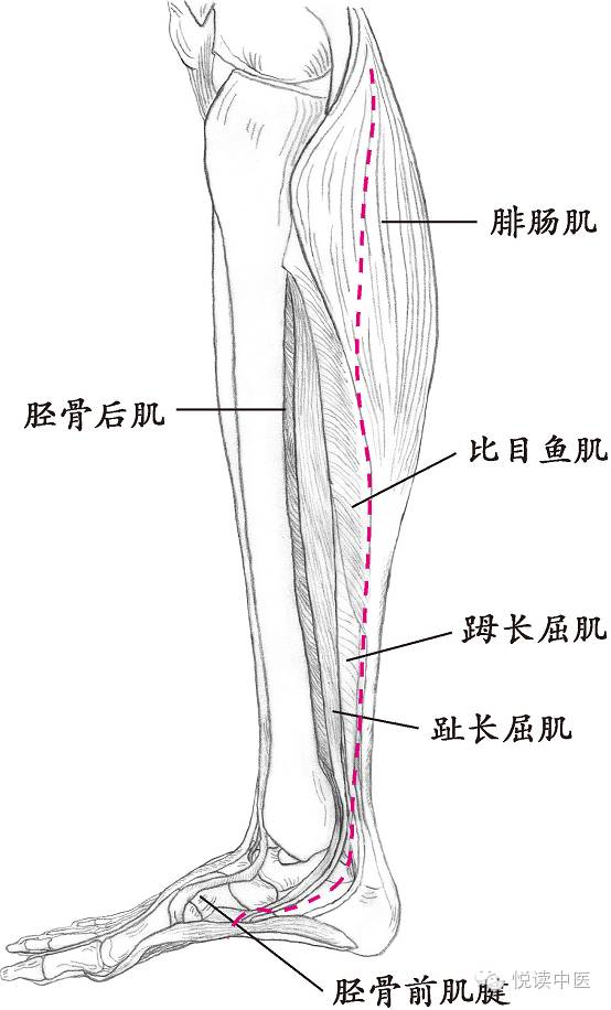 十四经络走向图高清,十四经络走向图