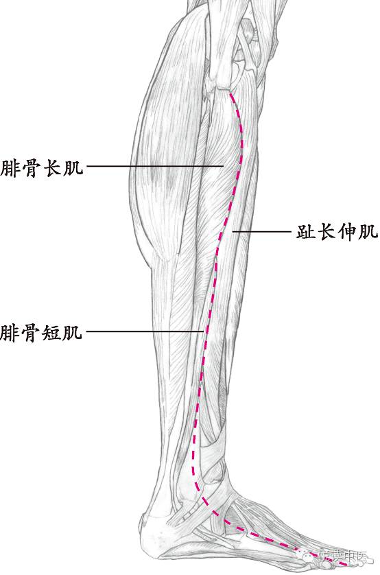 十四经络走向图高清,十四经络走向图