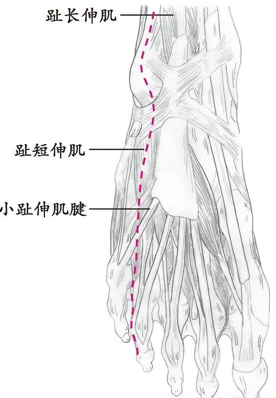 十四经络走向图高清,十四经络走向图