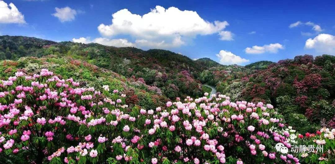 贵州a级景区免门票的原因是什么,贵州省a级景区免门票怎样预约