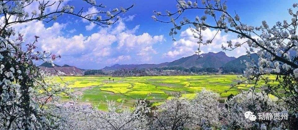 贵州a级景区免门票的原因是什么,贵州省a级景区免门票怎样预约