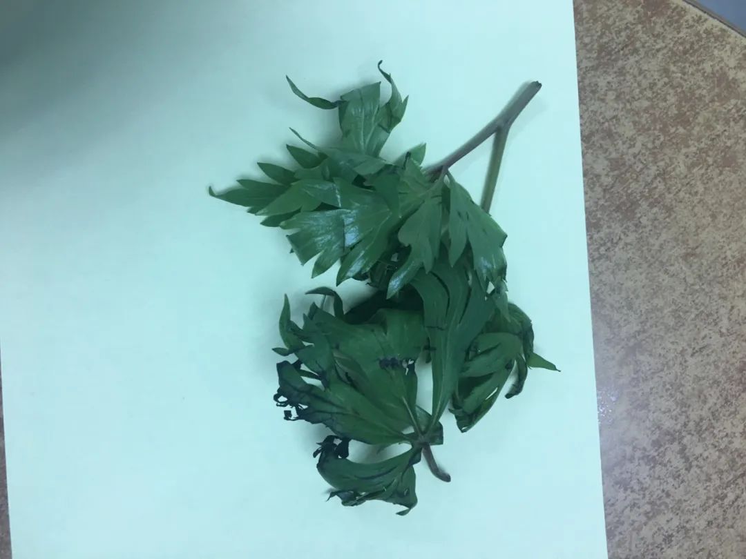 路边常见的野菜野草功效,野草野菜过了春季还能吃吗