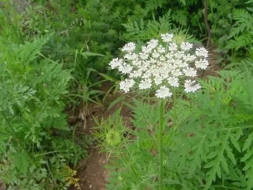 路边常见的野菜野草功效,野草野菜过了春季还能吃吗