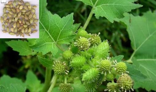 路边常见的野菜野草功效,野草野菜过了春季还能吃吗