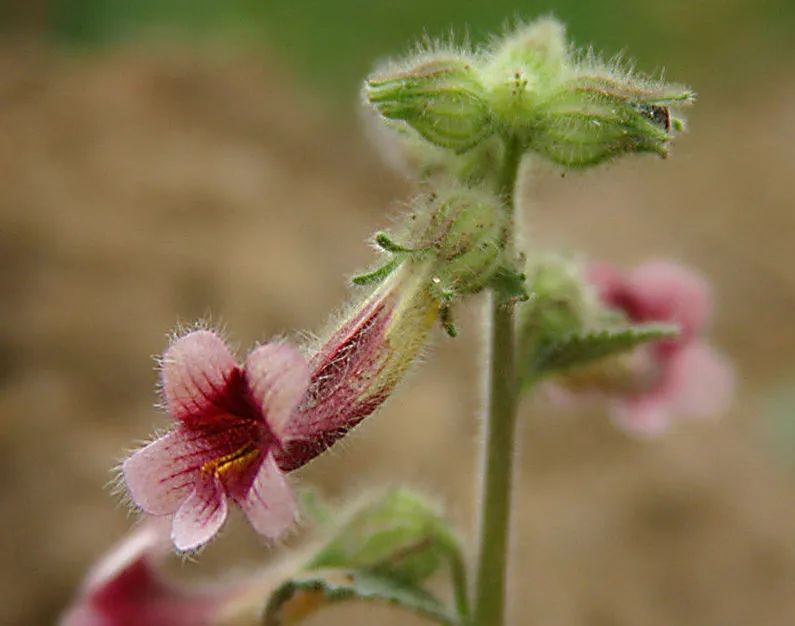 路边常见的野菜野草功效,野草野菜过了春季还能吃吗
