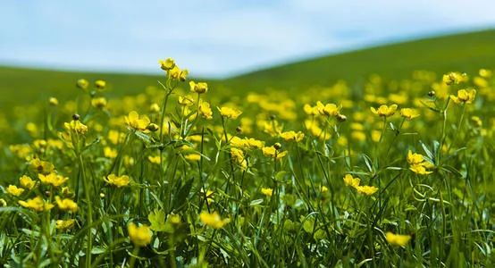 路边常见的野菜野草功效,野草野菜过了春季还能吃吗