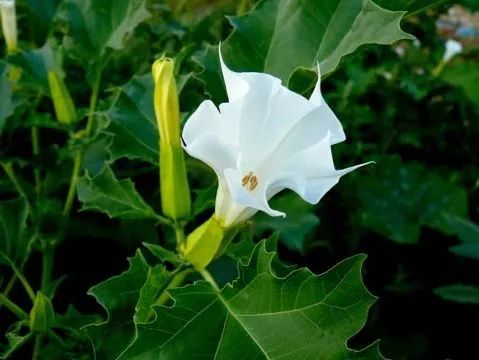路边常见的野菜野草功效,野草野菜过了春季还能吃吗