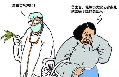 路边常见的野菜野草功效,野草野菜过了春季还能吃吗