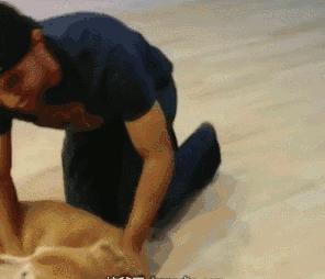 我家汪太能叫了怎么办？快看看这十个方法