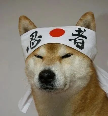 我家汪太能叫了怎么办？快看看这十个方法