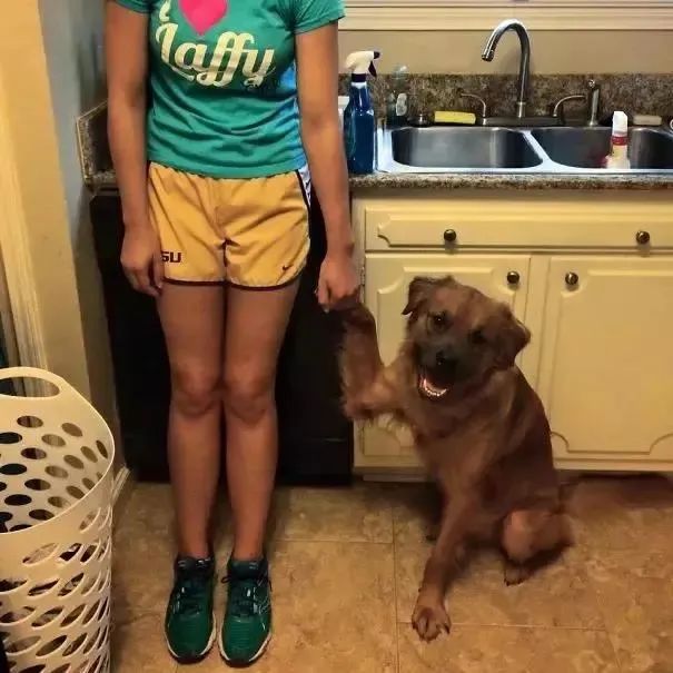 我家汪太能叫了怎么办？快看看这十个方法