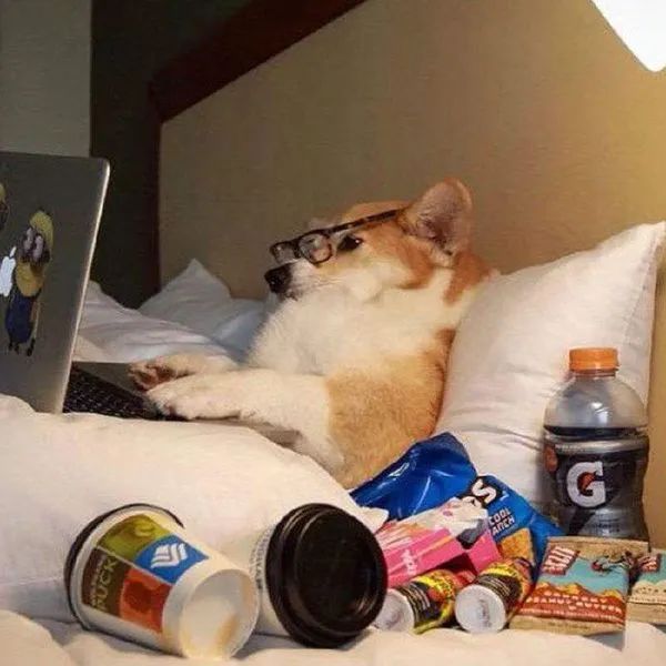 我家汪太能叫了怎么办？快看看这十个方法