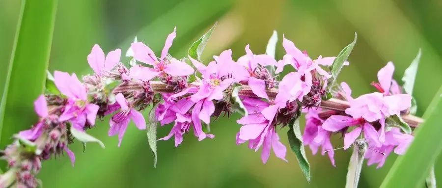 黄芪和什么泡水喝对女人气血双补,黄芪和它是绝配87岁老中医