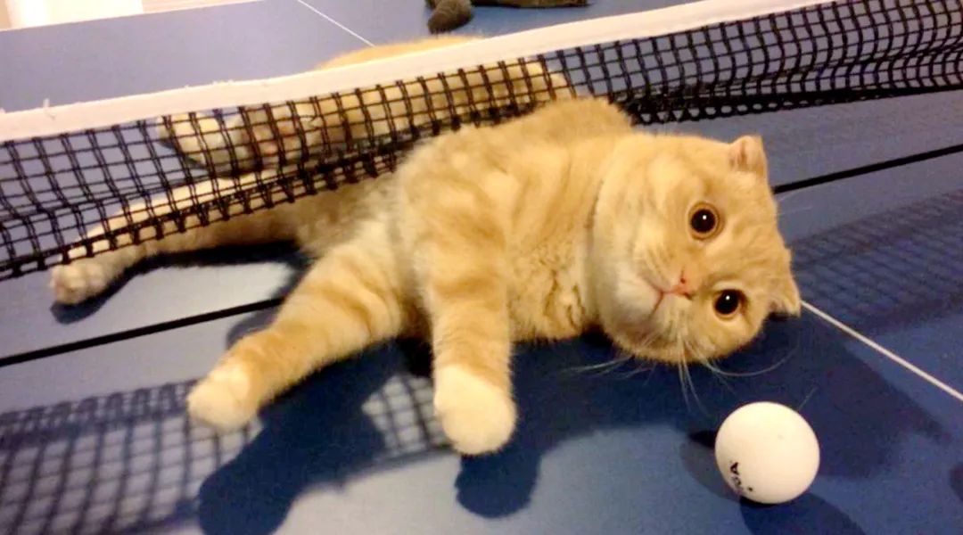 假冒乒乓球,假杂牌乒乓球