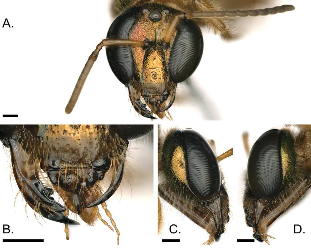 只有一只蜜蜂蜜蜂能活过去吗,一只蜂王和几只工蜂怎么发展