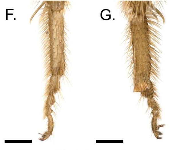 只有一只蜜蜂蜜蜂能活过去吗,一只蜂王和几只工蜂怎么发展
