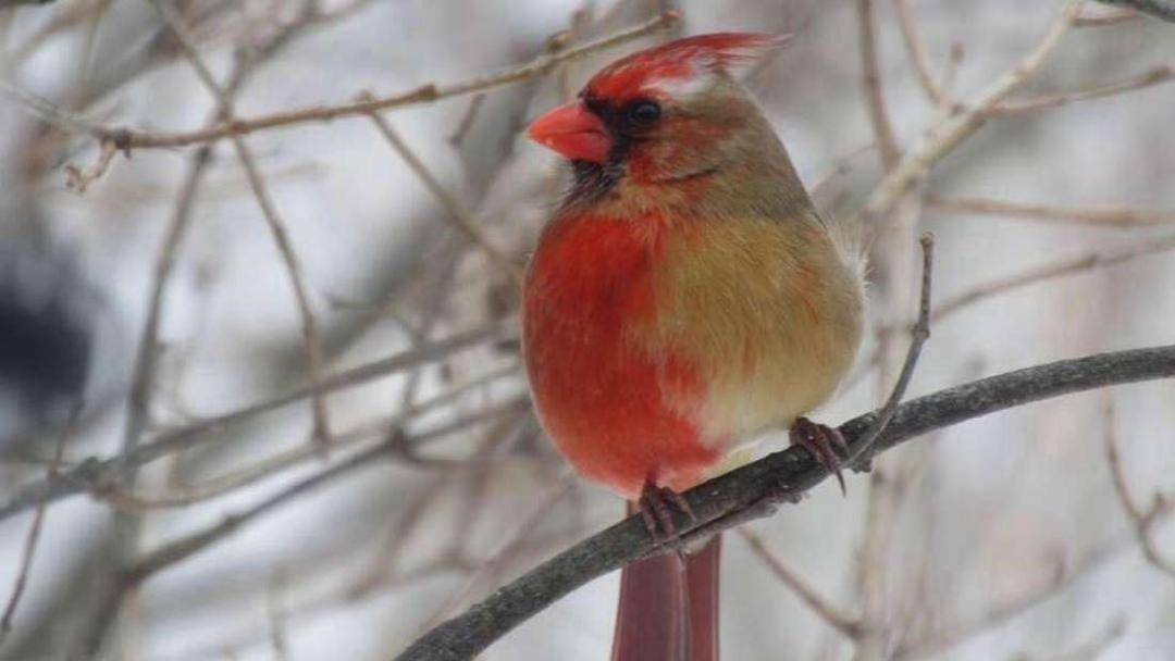 只有一只蜜蜂蜜蜂能活过去吗,一只蜂王和几只工蜂怎么发展