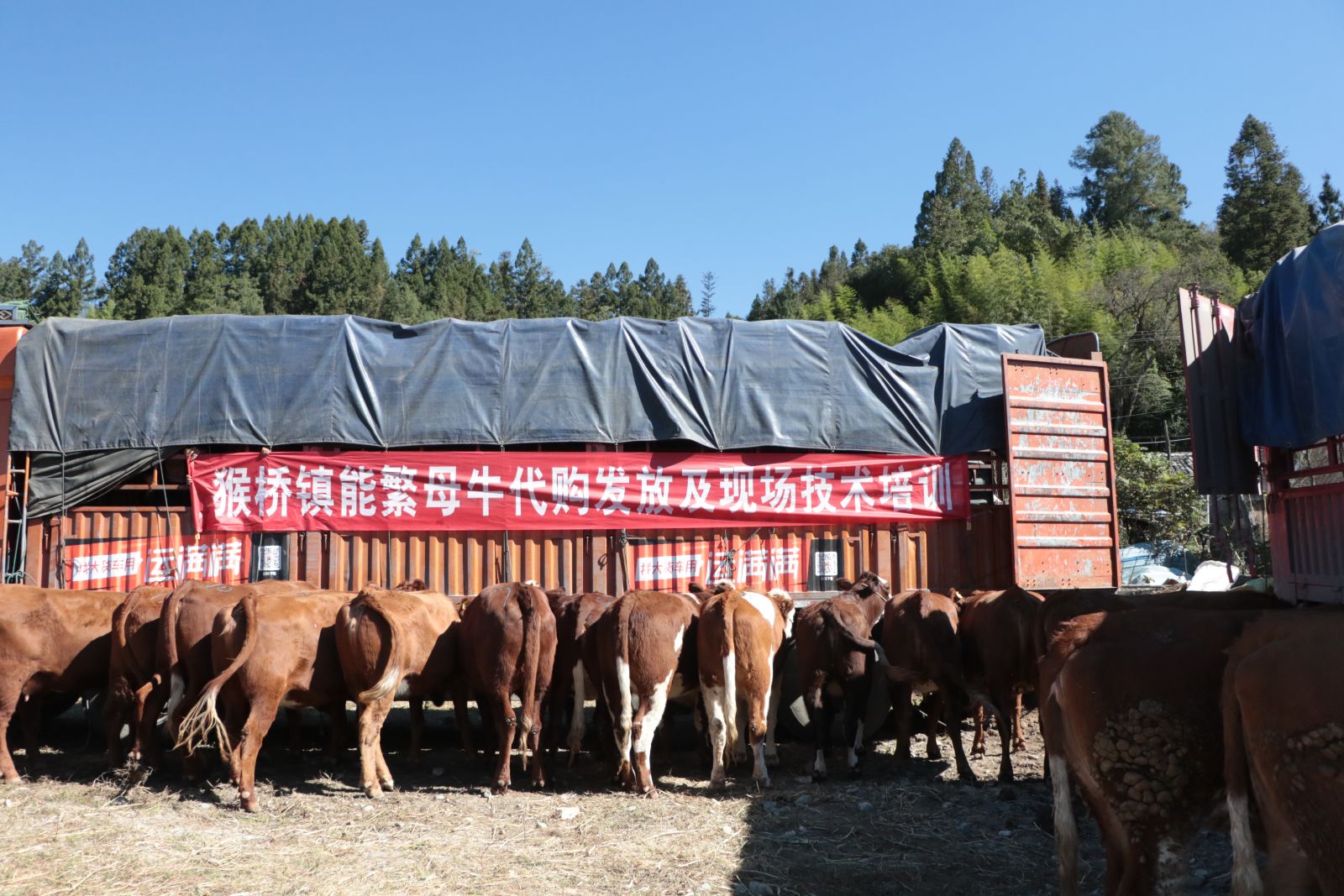 幸福保山：小母牛孕育大希望，肉牛养殖户获得更多幸福感
