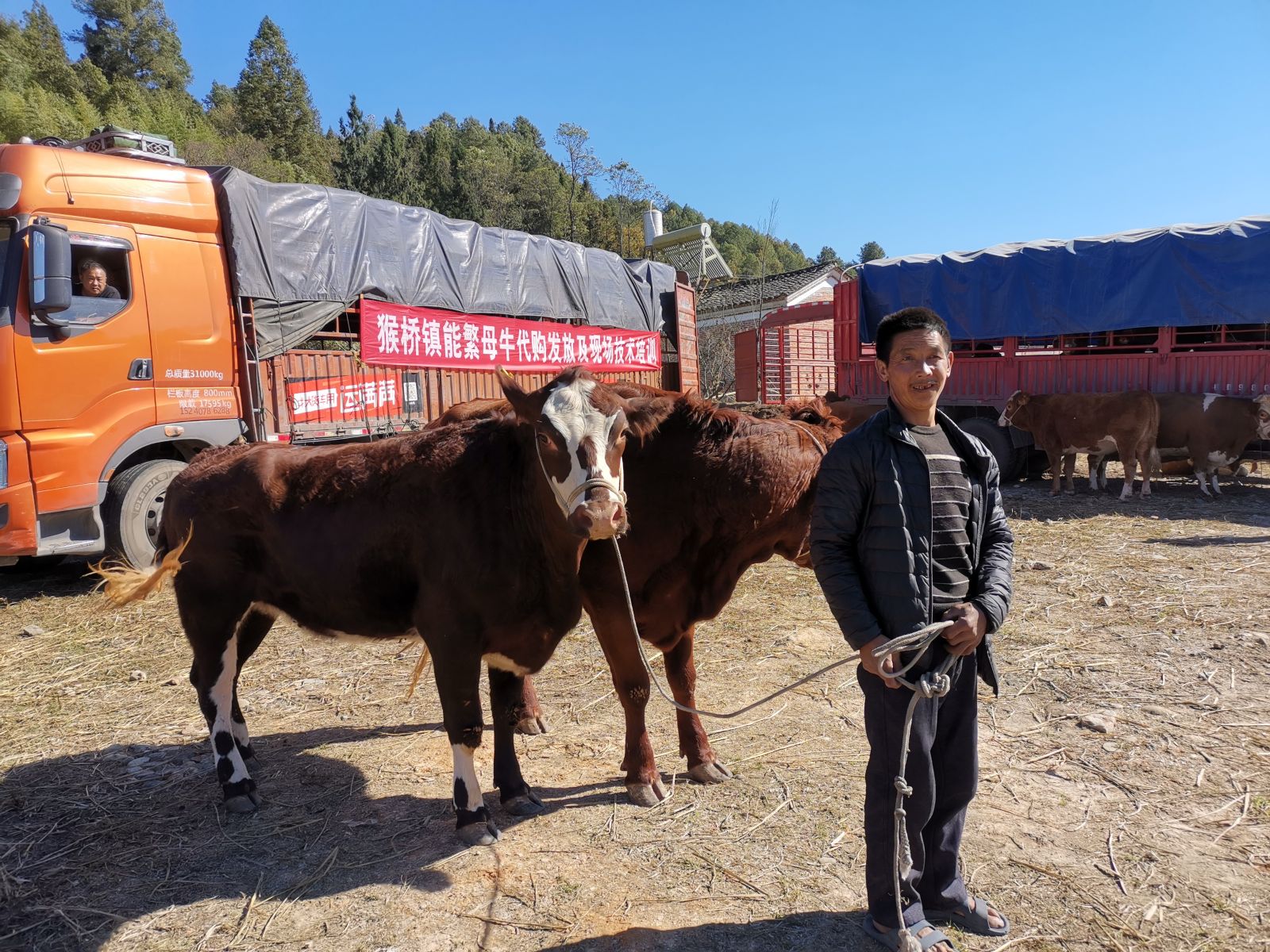 幸福保山：小母牛孕育大希望，肉牛养殖户获得更多幸福感