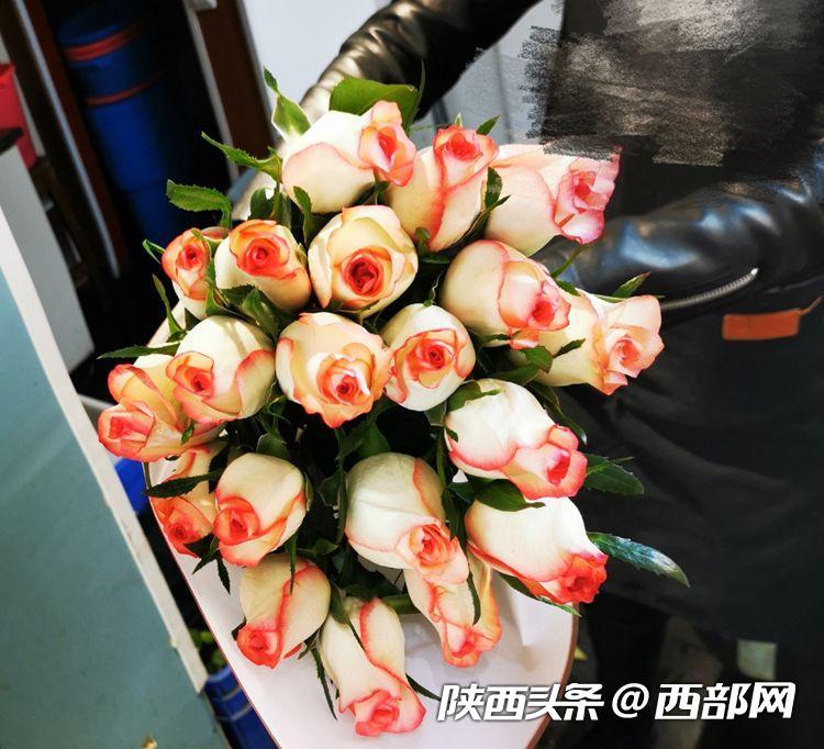西安朱雀花卉市场玫瑰价格,玫瑰20元