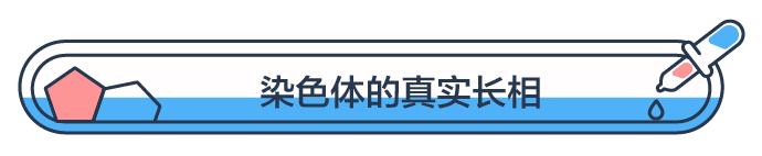 一次射精的DNA,连起来能绕地球多少圈?