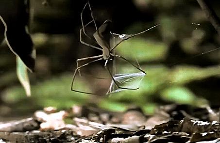 一次射精的DNA,连起来能绕地球多少圈?