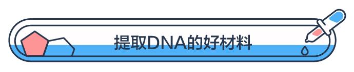 一次射精的DNA,连起来能绕地球多少圈?