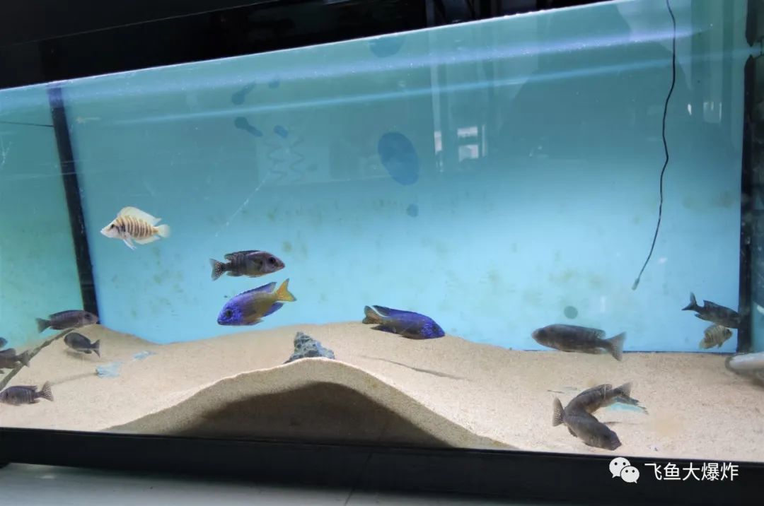 2020慈鲷筑巢大赛~非洲三湖沙雕艺术家的盛宴