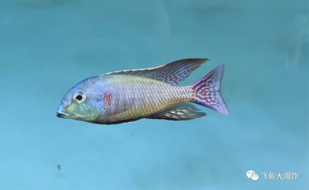 2020慈鲷筑巢大赛~非洲三湖沙雕艺术家的盛宴