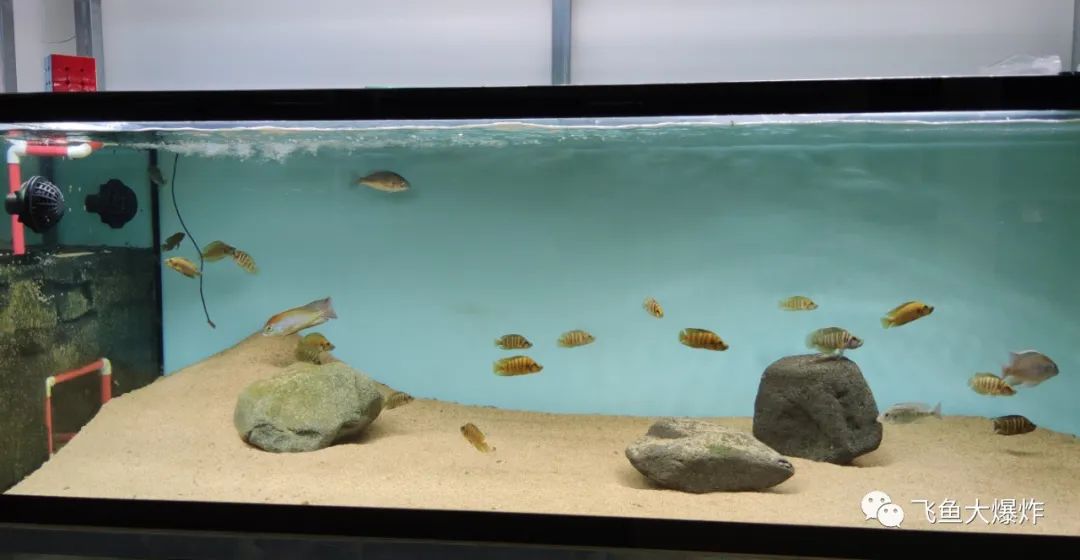 2020慈鲷筑巢大赛~非洲三湖沙雕艺术家的盛宴