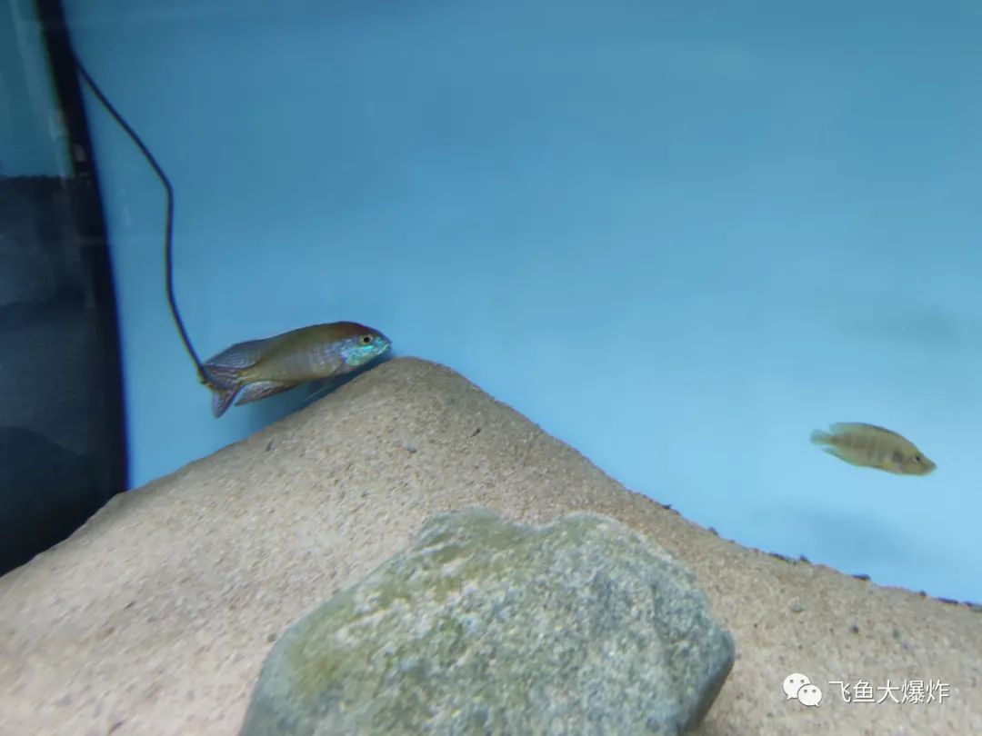 2020慈鲷筑巢大赛~非洲三湖沙雕艺术家的盛宴