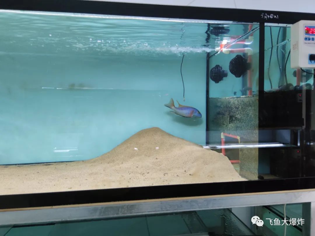 2020慈鲷筑巢大赛~非洲三湖沙雕艺术家的盛宴