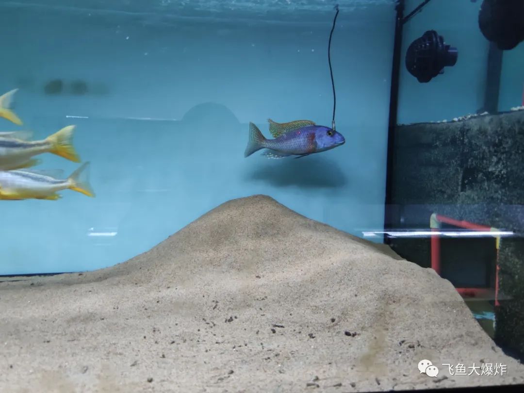 2020慈鲷筑巢大赛~非洲三湖沙雕艺术家的盛宴