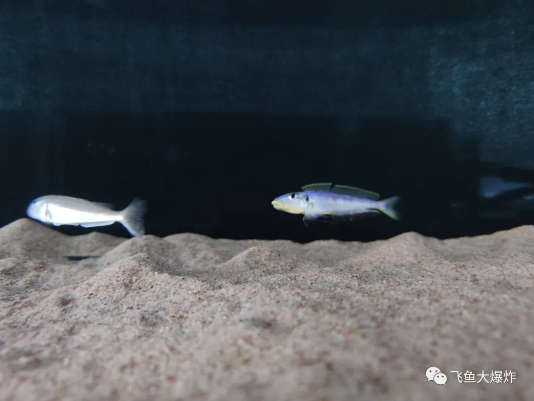 2020慈鲷筑巢大赛~非洲三湖沙雕艺术家的盛宴