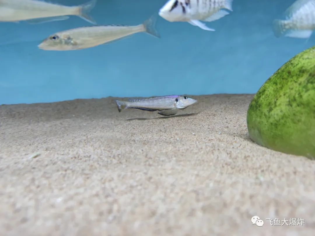 2020慈鲷筑巢大赛~非洲三湖沙雕艺术家的盛宴