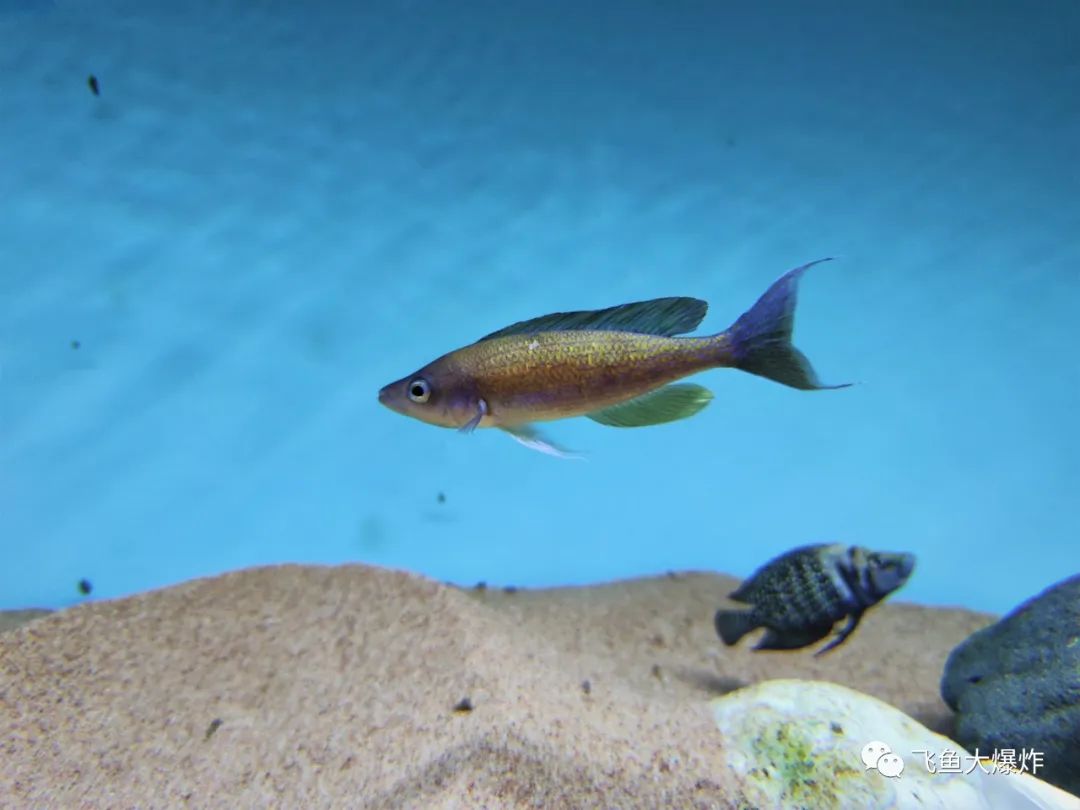 2020慈鲷筑巢大赛~非洲三湖沙雕艺术家的盛宴