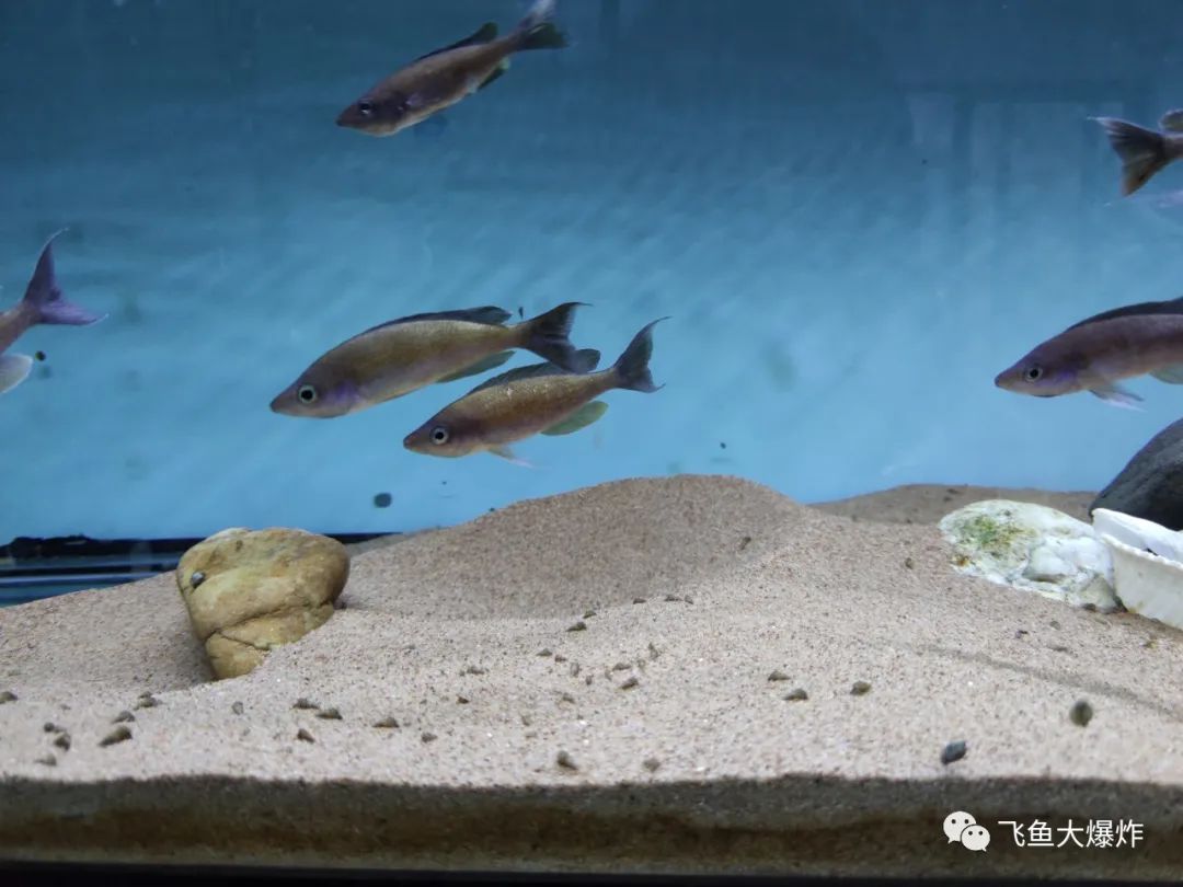 2020慈鲷筑巢大赛~非洲三湖沙雕艺术家的盛宴