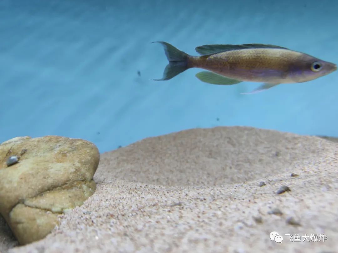 2020慈鲷筑巢大赛~非洲三湖沙雕艺术家的盛宴