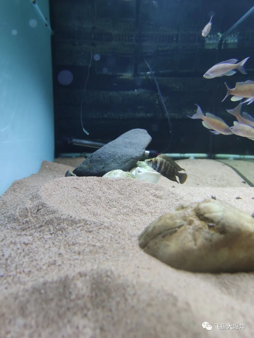 2020慈鲷筑巢大赛~非洲三湖沙雕艺术家的盛宴