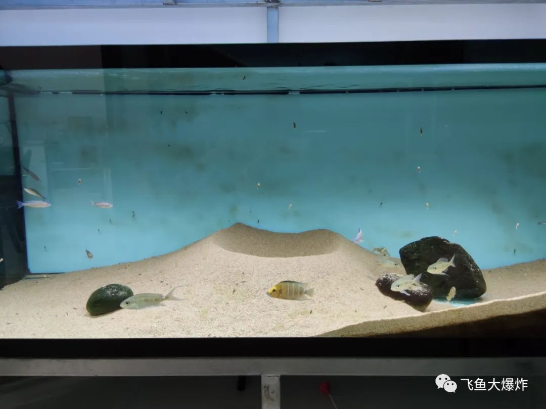 2020慈鲷筑巢大赛~非洲三湖沙雕艺术家的盛宴