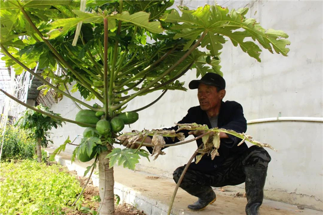 双岛卧龙村：古村蝶变，泉甜、果香，甜蜜产业滋味长