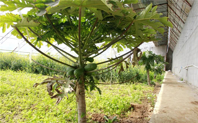 双岛卧龙村：古村蝶变，泉甜、果香，甜蜜产业滋味长