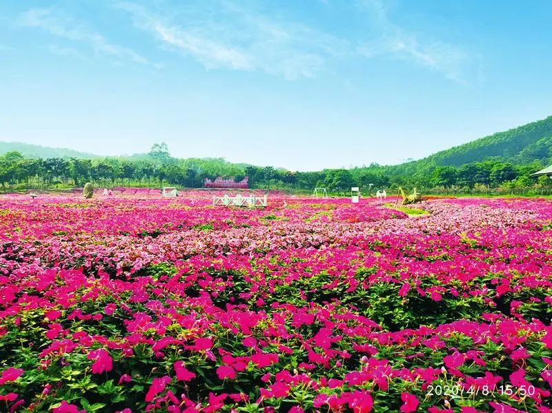 五一南宁免门票景区,五一南宁旅游景点免门票推荐