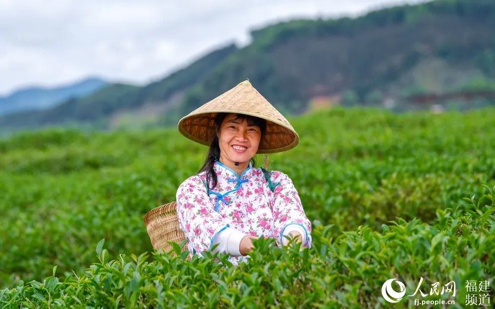 快看!满山“绿色金子”
